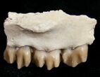 Oligocene Ruminant (Leptomeryx) Jaw Section #10556-2